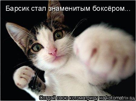 Барсик стал знаменитым боксёром...... Котоматрица: Барсик стал знаменитым боксёром...