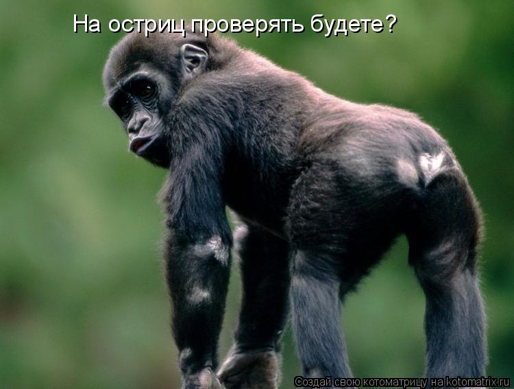 На остриц проверять будете?... Котоматрица: На остриц проверять будете?