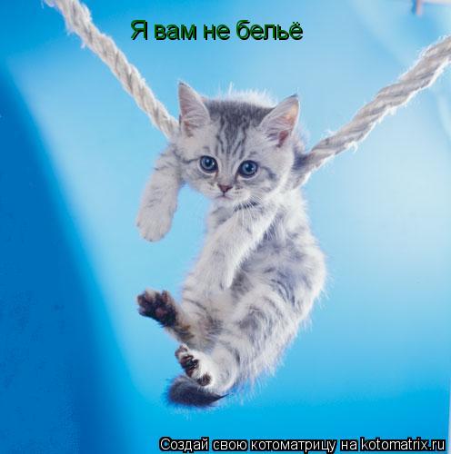 Я вам не бельё... Котоматрица: Я вам не бельё