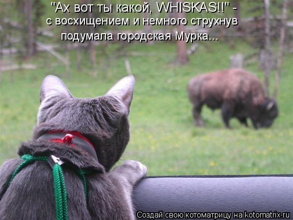 с восхищением и немного струхнув подумала городская Мурка... "Ах вот ты какой, WHISKAS!!" -... Котоматрица: с восхищением и немного струхнув подумала городская Мурка... "Ах вот ты какой, WHISKAS!!" -