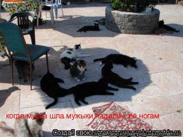 когда мурка шла мужыки падали к её ногам ,... Котоматрица: когда мурка шла мужыки падали к её ногам ,