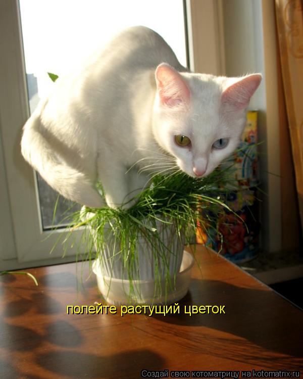 полейте растущий цветок... Котоматрица: полейте растущий цветок