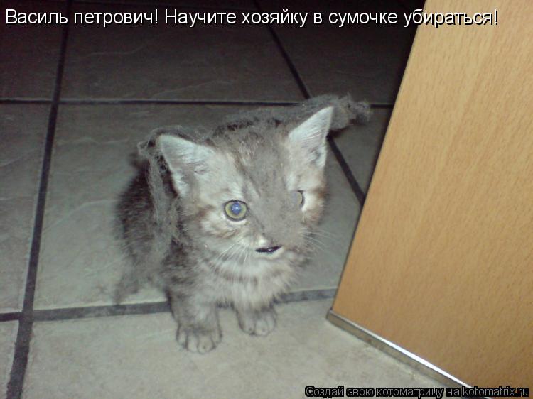 Василь петрович! Научите хозяйку в сумочке убираться!... Котоматрица: Василь петрович! Научите хозяйку в сумочке убираться!