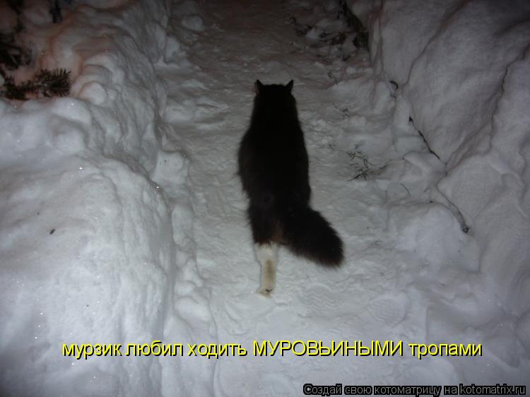 мурзик любил ходить МУРОВЬИНЫМИ тропами... Котоматрица: мурзик любил ходить МУРОВЬИНЫМИ тропами