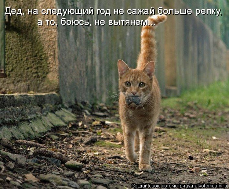 Дед, на следующий год не сажай больше репку, а то, боюсь, не вытянем...... Котоматрица: Дед, на следующий год не сажай больше репку, а то, боюсь, не вытянем...