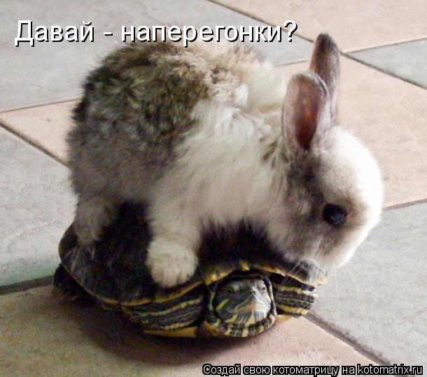 Давай - наперегонки?... Котоматрица: Давай - наперегонки?