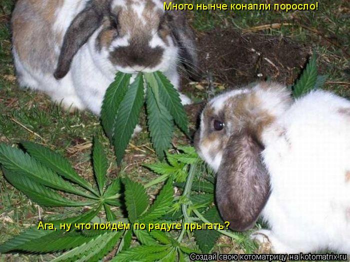 Много нынче конапли поросло! Ага, ну что пойдём по радуге прыгать?... Котоматрица: Много нынче конапли поросло! Ага, ну что пойдём по радуге прыгать?