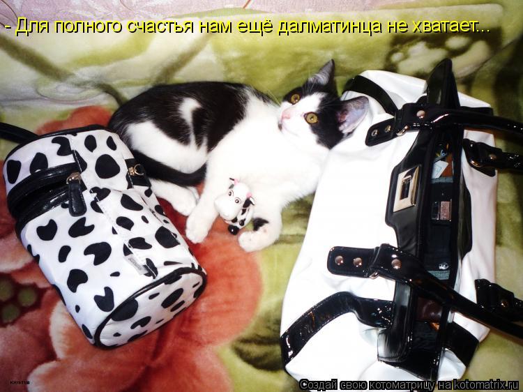 - Для полного счастья нам ещё далматинца не хватает...... Котоматрица: - Для полного счастья нам ещё далматинца не хватает...