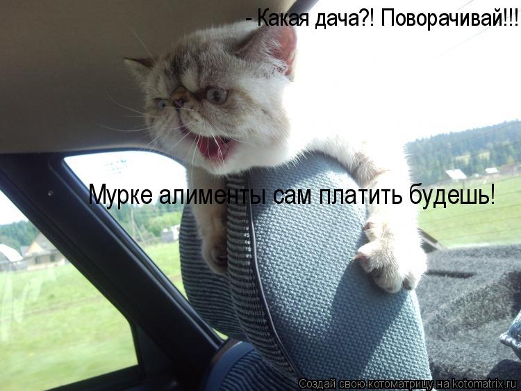 - Какая дача?! Поворачивай!!! Мурке алименты сам платить будешь!... Котоматрица: - Какая дача?! Поворачивай!!! Мурке алименты сам платить будешь!