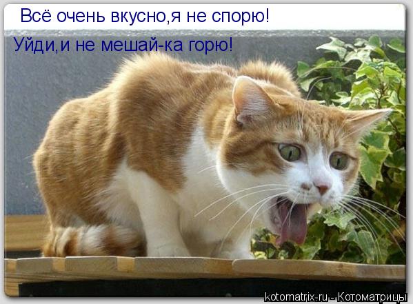Всё очень вкусно,я не спорю! Уйди,и не мешай-ка горю!... Котоматрица: Всё очень вкусно,я не спорю! Уйди,и не мешай-ка горю!