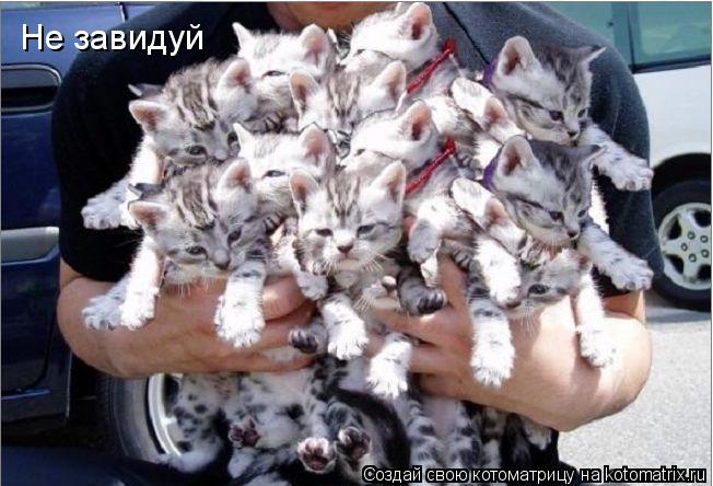 Не завидуй... Котоматрица: Не завидуй