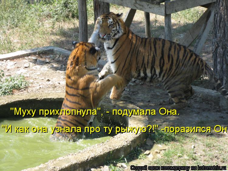 "Муху прихлопнула", - подумала Она. "И как она узнала про ту рыжую?!" -поразился Он.... Котоматрица: "Муху прихлопнула", - подумала Она. "И как она узнала про ту рыжую?!" -поразился Он.