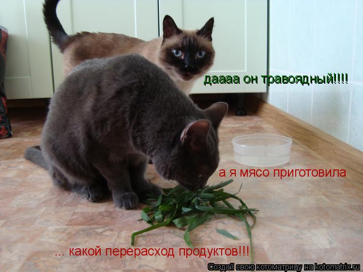 даааа он травоядный!!!! а я мясо приготовила ... какой перерасход продуктов!!!... Котоматрица: даааа он травоядный!!!! а я мясо приготовила ... какой перерасход продуктов!!!