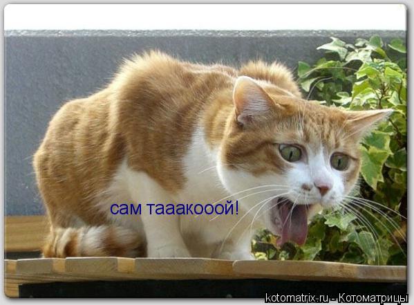 сам тааакооой!... Котоматрица: сам тааакооой!