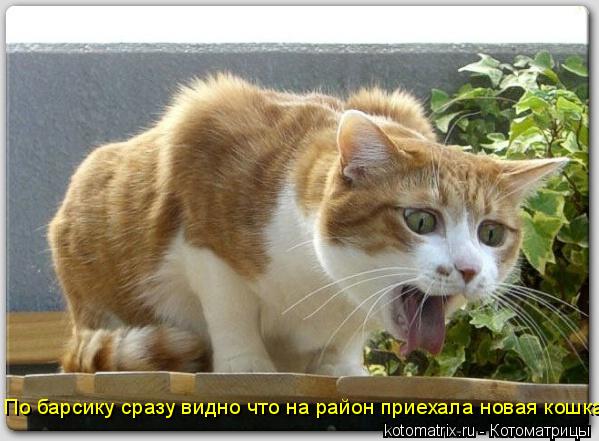 По барсику сразу видно что на район приехала новая кошка... Котоматрица: По барсику сразу видно что на район приехала новая кошка