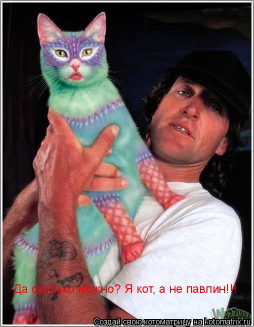 Да сколько можно? Я кот, а не павлин!!!... Котоматрица: Да сколько можно? Я кот, а не павлин!!!