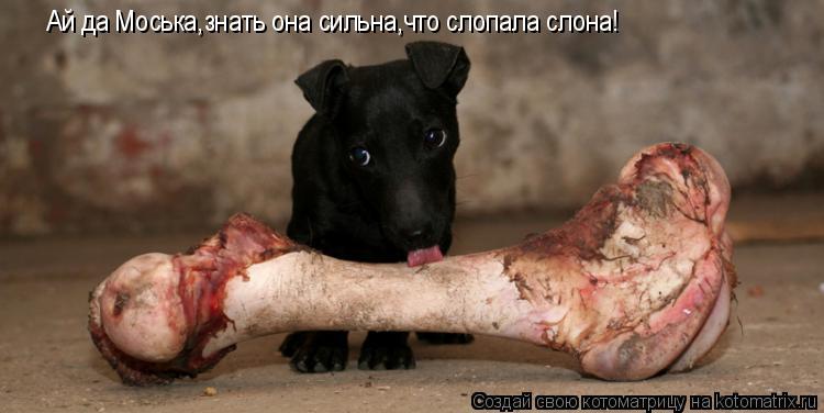 Ай да Моська,знать она сильна,что слопала слона!... Котоматрица: Ай да Моська,знать она сильна,что слопала слона!