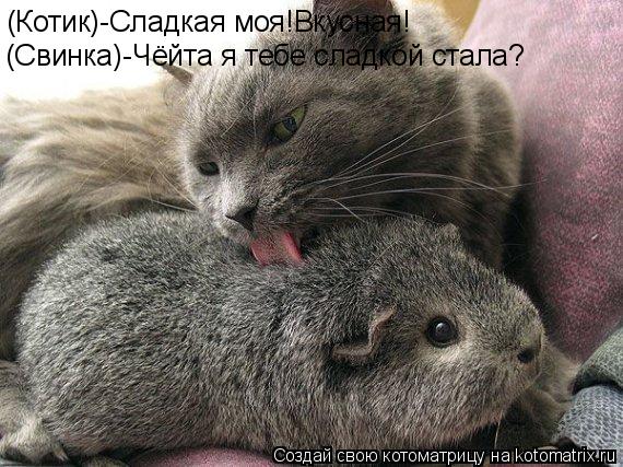 (Котик)-Сладкая моя!Вкусная! (Свинка)-Чёйта я тебе сладкой стала?... Котоматрица: (Котик)-Сладкая моя!Вкусная! (Свинка)-Чёйта я тебе сладкой стала?