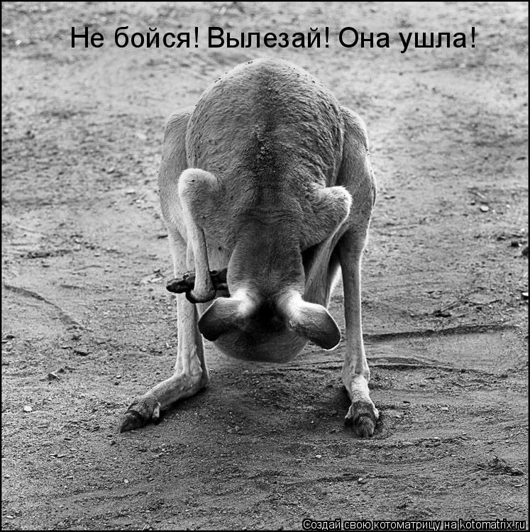 Не бойся! Вылезай! Она ушла!... Котоматрица: Не бойся! Вылезай! Она ушла!