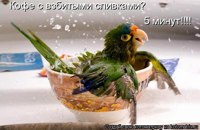Кофе с взбитыми сливками? 5 минут!!!!... Котоматрица: Кофе с взбитыми сливками? 5 минут!!!!