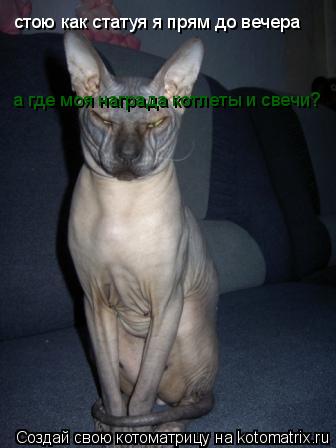 стою как статуя я прям до вечера а где моя награда котлеты и свечи?... Котоматрица: стою как статуя я прям до вечера а где моя награда котлеты и свечи?