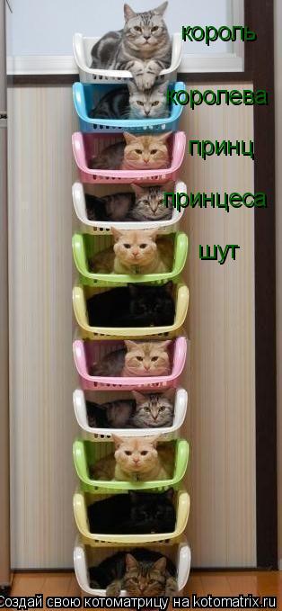 король королева принц принцеса шут... Котоматрица: король королева принц принцеса шут