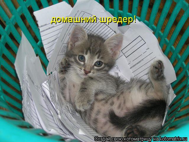 домашний шредер!... Котоматрица: домашний шредер!