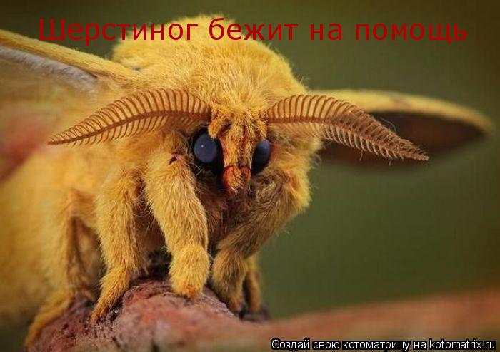 Шерстиног бежит на помощь... Котоматрица: Шерстиног бежит на помощь