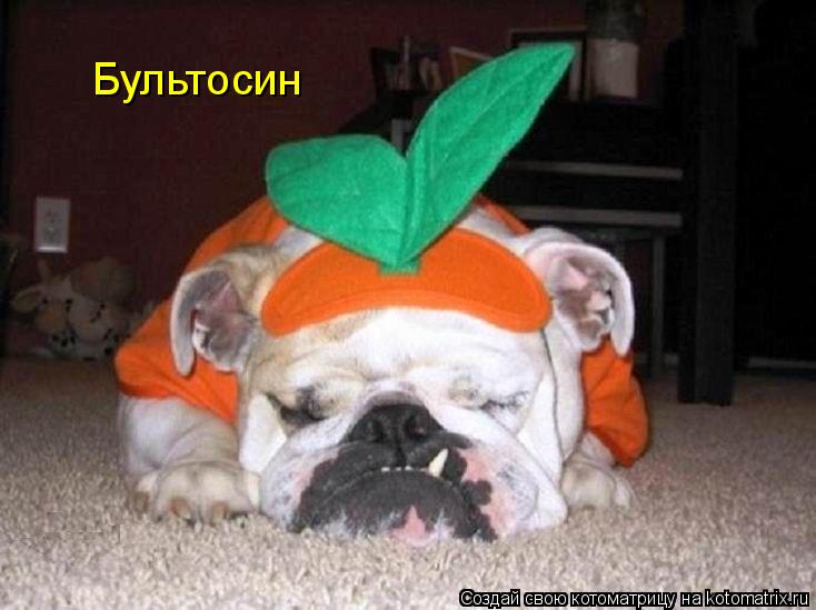 Бультосин... Котоматрица: Бультосин