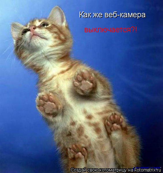 Как же веб-камера выключается?!... Котоматрица: Как же веб-камера выключается?!
