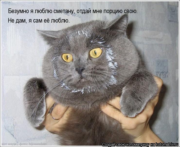 Безумно я люблю сметану, отдай мне порцию свою. Не дам, я сам её люблю.... Котоматрица: Безумно я люблю сметану, отдай мне порцию свою. Не дам, я сам её люблю.