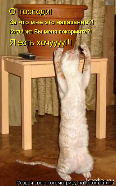 О, господи! За что мне это наказание?! Когда же Вы меня покормите?! Я есть хочуууу!!!... Котоматрица: О, господи! За что мне это наказание?! Когда же Вы меня покормите?! Я есть хочуууу!!!