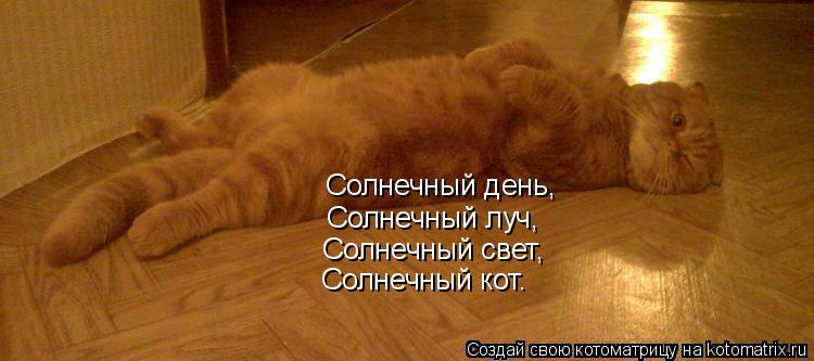 Солнечный луч, Солнечный свет, Солнечный кот. Солнечный день,... Котоматрица: Солнечный луч, Солнечный свет, Солнечный кот. Солнечный день,