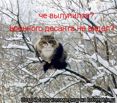 че вылупился? военного десанта не видел?... Котоматрица: че вылупился? военного десанта не видел?