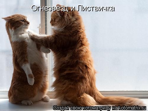 Огнезвёзд и Листвичка... Котоматрица: Огнезвёзд и Листвичка