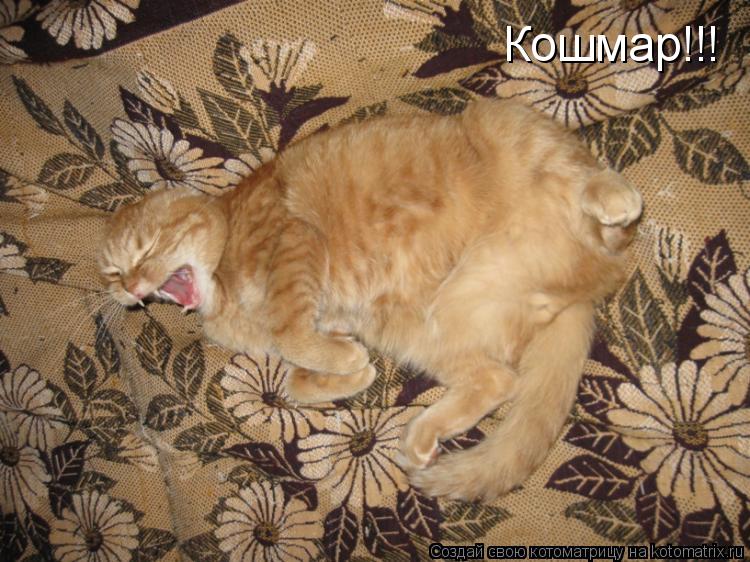 Кошмар!!!... Котоматрица: Кошмар!!!