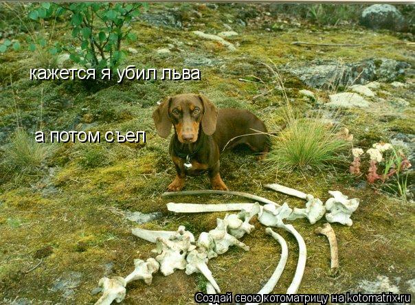 кажется я убил льва а потом съел... Котоматрица: кажется я убил льва а потом съел