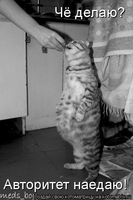 Котоматрица: Авторитет наедаю! Чё делаю?