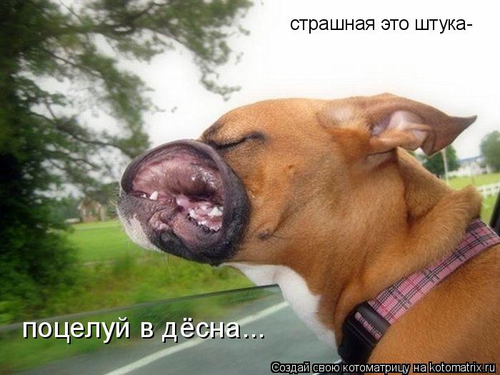 страшная это штука- страшная это штука- поцелуй в дёсна...... Котоматрица: страшная это штука- страшная это штука- поцелуй в дёсна...