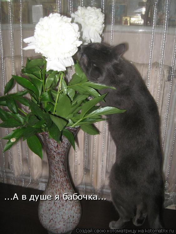 ...А в душе я бабочка...... Котоматрица: ...А в душе я бабочка...