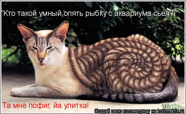 "Кто такой умный опять рыбку с аквариума сьел?!" Та мне пофиг, йа улитка!... Котоматрица: "Кто такой умный опять рыбку с аквариума сьел?!" Та мне пофиг, йа улитка!