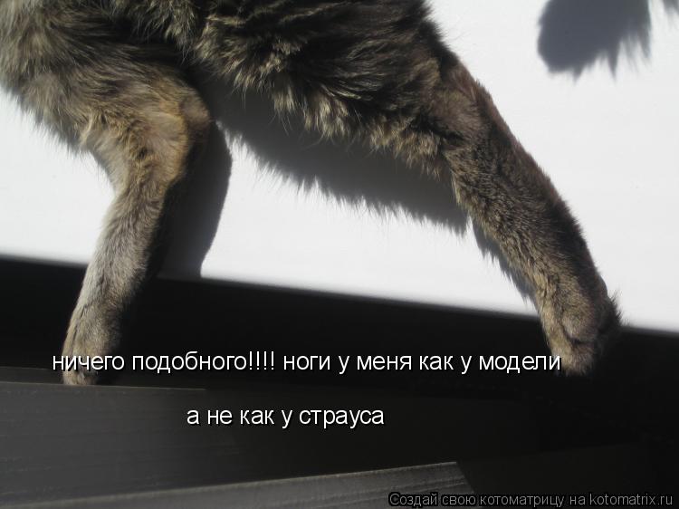 ничего подобного!!!! ноги у меня как у модели а не как у страуса... Котоматрица: ничего подобного!!!! ноги у меня как у модели а не как у страуса