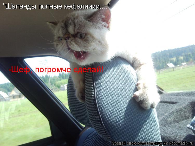 "Шаланды полные кефалииии...." -Шеф, погромче сделай!... Котоматрица: "Шаланды полные кефалииии...." -Шеф, погромче сделай!
