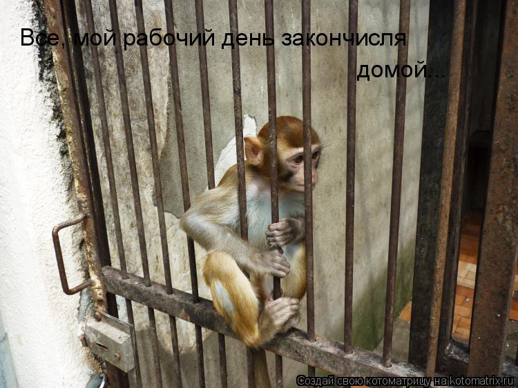 Все, мой рабочий день закончисля домой...... Котоматрица: Все, мой рабочий день закончисля домой...
