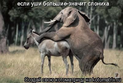 если уши большие-значит слониха... Котоматрица: если уши большие-значит слониха