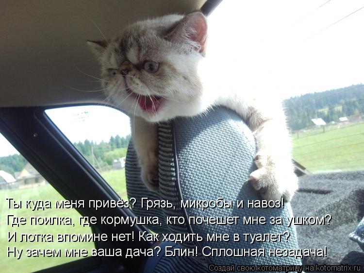 Котоматрица: Ты куда меня привёз? Грязь, микробы и навоз!  Где поилка, где кормушка, кто почешет мне за ушком?  И лотка впомине нет! Как ходить мне в туалет? 