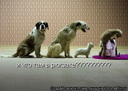 и что там в рюкзаке??????????... Котоматрица: и что там в рюкзаке??????????