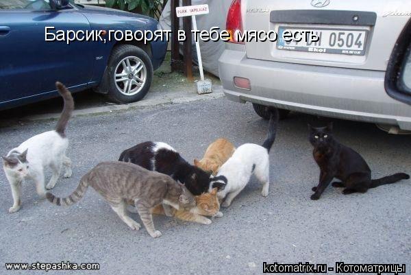 Барсик,говорят в тебе мясо есть... Котоматрица: Барсик,говорят в тебе мясо есть