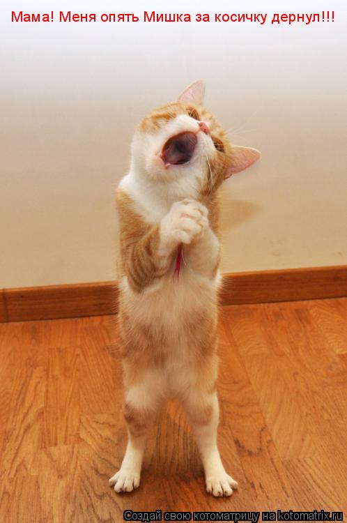 Мама! Меня опять Мишка за косичку дернул!!!... Котоматрица: Мама! Меня опять Мишка за косичку дернул!!!