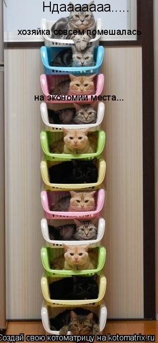 Ндааааааа..... хозяйка совсем помешалась на экономии места...... Котоматрица: Ндааааааа..... хозяйка совсем помешалась на экономии места...